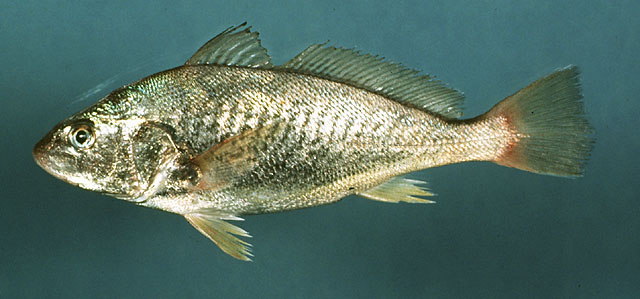 Croaker Fish