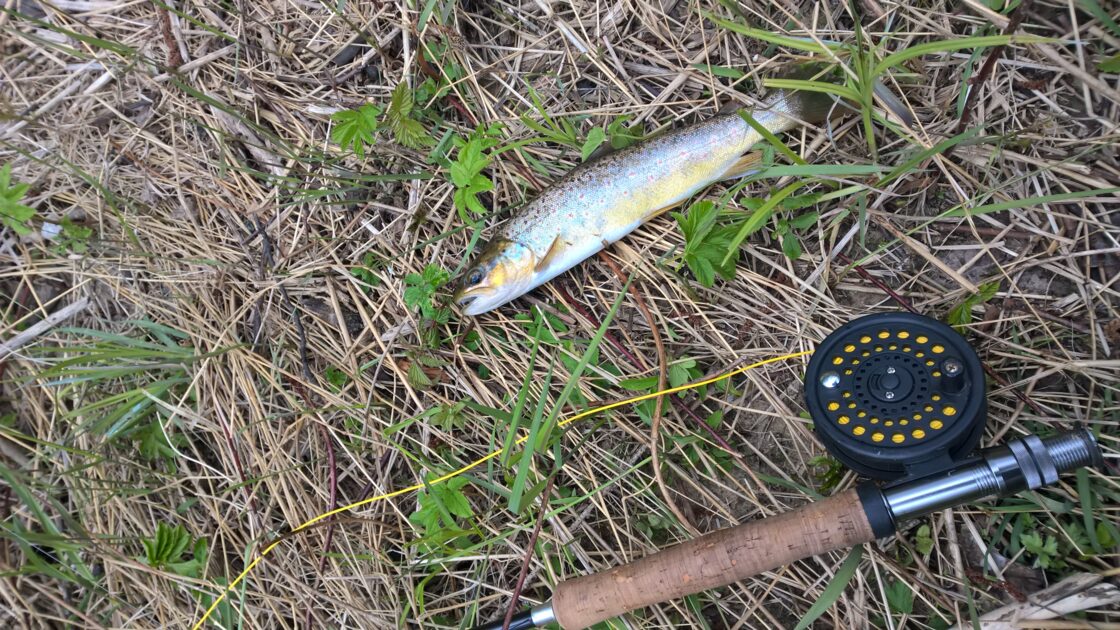 Brown Trout, 12in , cought at 04/22/2017 - information about the catch ...