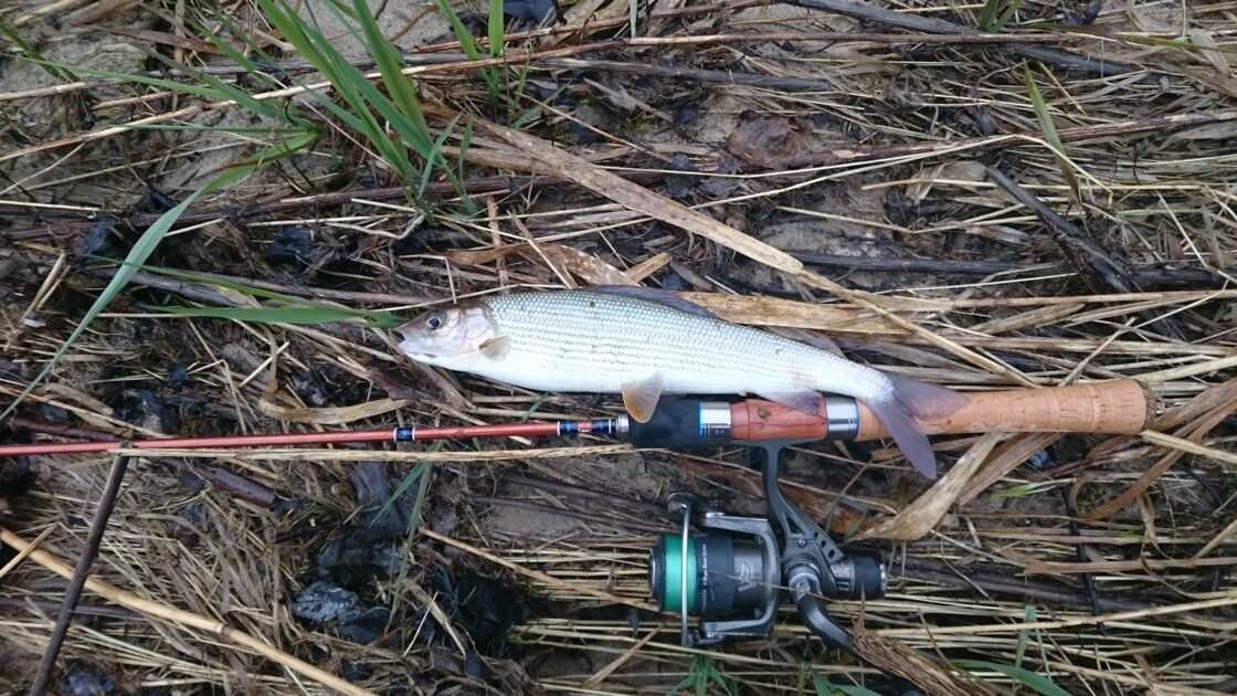 Grayling, 12in , cought at 04/14/2017 - information about the catch ...