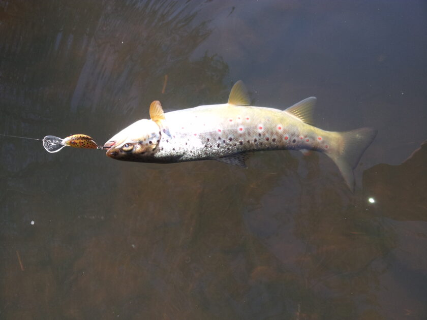 Brown Trout, 14oz, 10in , cought at 05/24/2017 - information about the ...