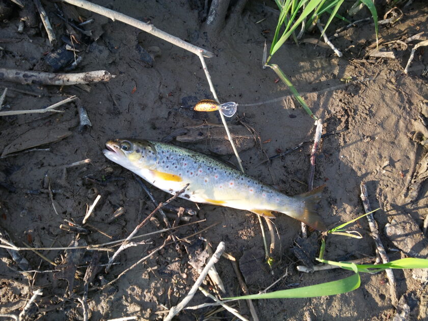 Brown Trout, 8in , cought at 05/14/2017 - information about the catch ...