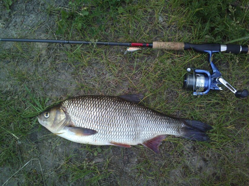 Ide Catching Ide, 2lb 13oz, 1ft 5(1/2)in , cought at 05/30/2014 - information about ...