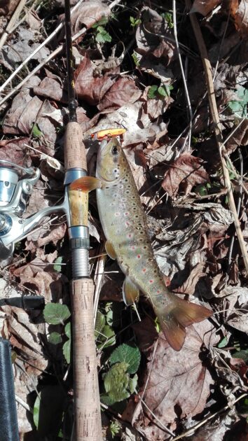 Brown Trout, 9(1/2)in , cought at 04/06/2018 - information about the ...