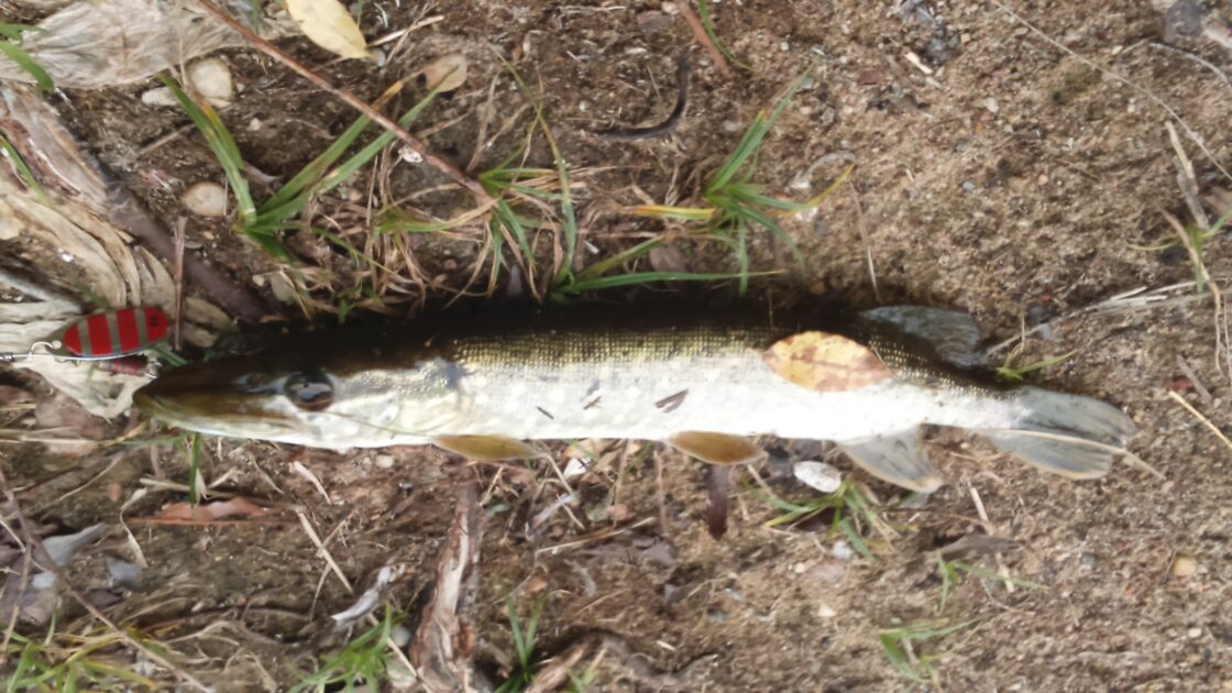 Northern Pike, 12in , cought at 10/05/2018 - information about the ...