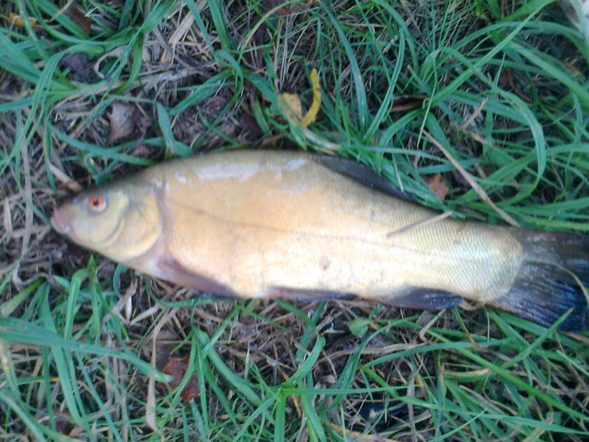 Tench, 1lb 1oz, 12in , cought at 08/21/2023 - information about the ...