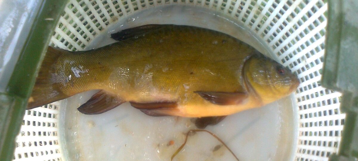 Tench, 12in , cought at 05/28/2024 - information about the catch ...