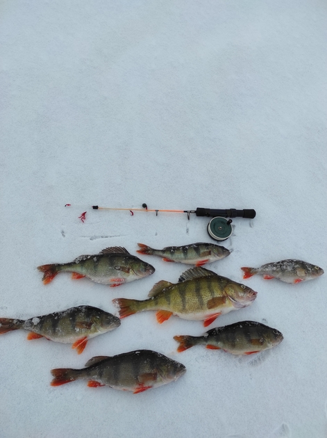 Eurasian perch , cought at 02/15/2025 - information about the catch ...