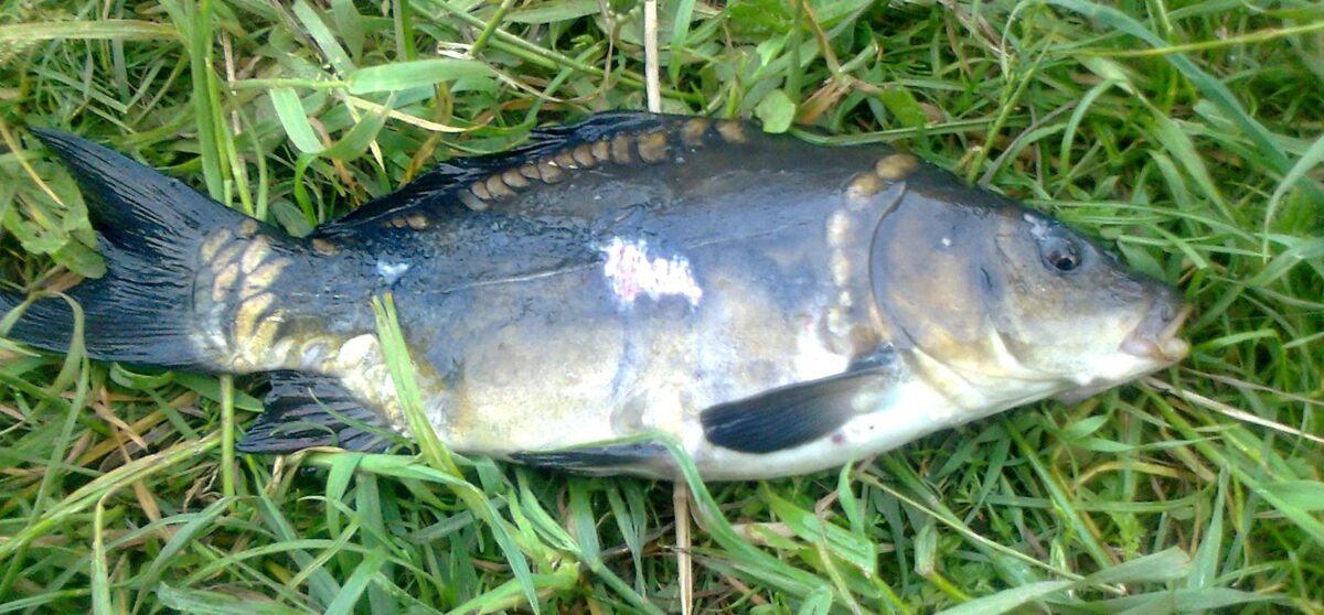 Carp, 12in , cought at 06/03/2026 - information about the catch ...