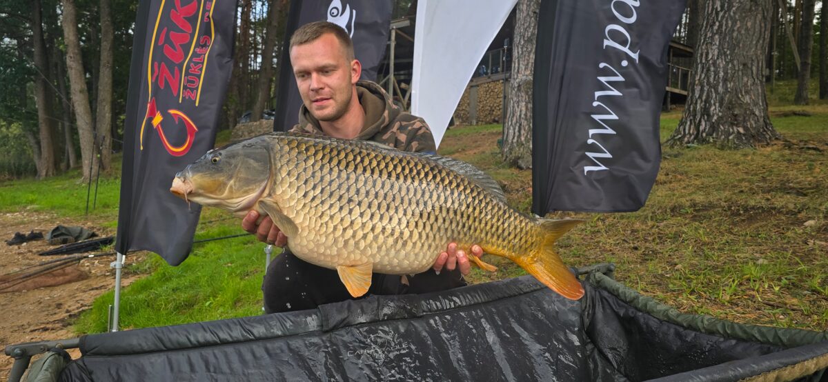 Carp, 33lb 8oz, 2ft 11in , cought at 09/19/2025 - information about the ...