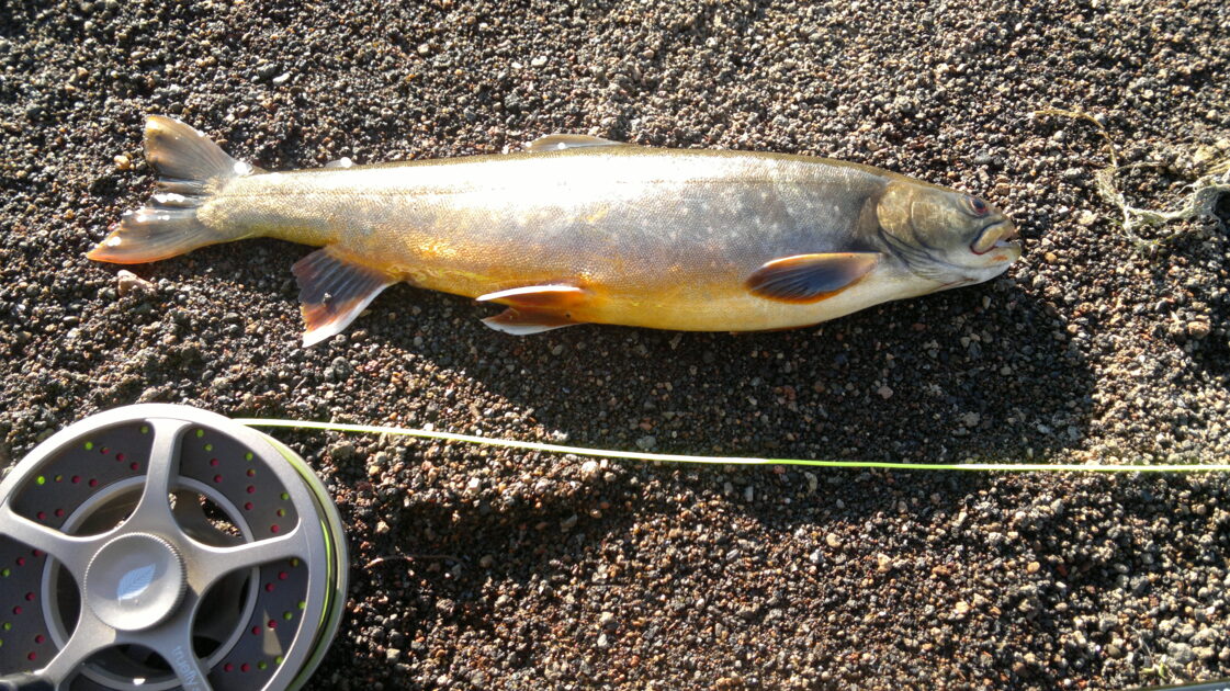 Brown Trout, 12in , cought at 07/07/2014 - information about the catch ...