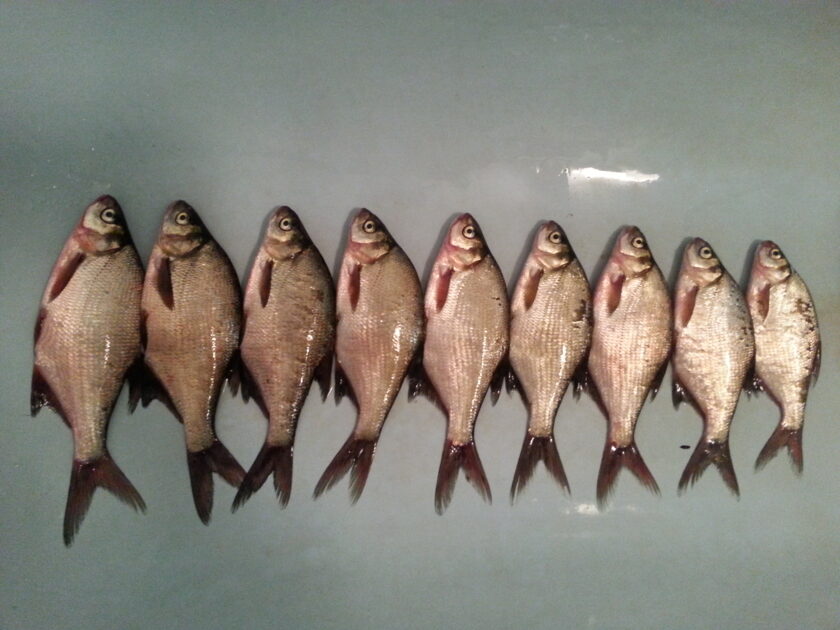 Silver Bream , cought at 07/22/2014 - information about the catch ...