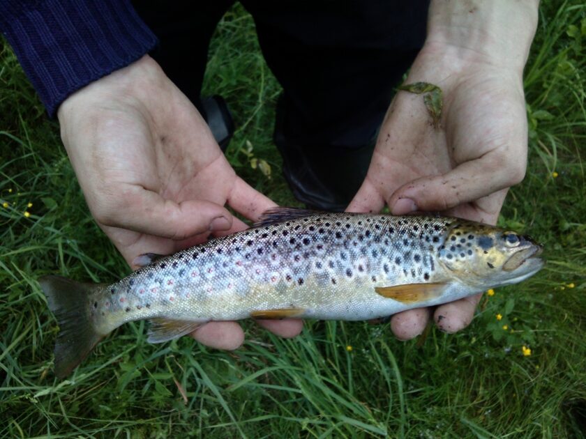 Brown Trout, 10oz, 12in , cought at 06/07/2015 - information about the ...