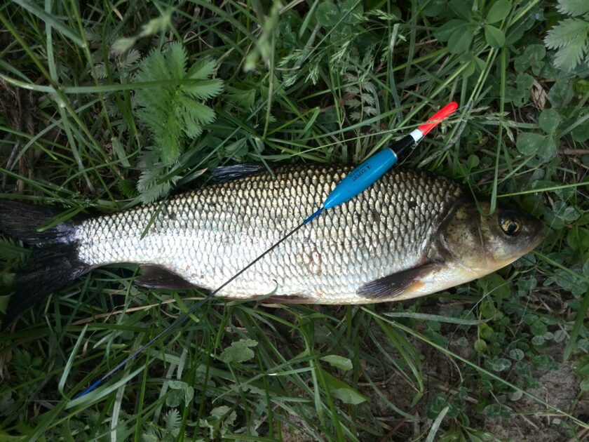 Ide Catching Ide, 1ft , cought at 06/03/2015 - information about the catch ...