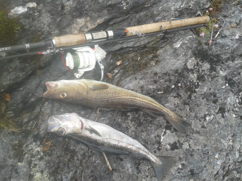 Where To Catch Cod Fish Atlantic cod , cought at 05/31/2015 - information about the catch ...
