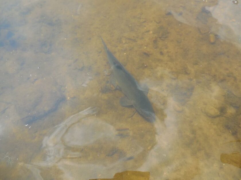 Tench, 14oz, 12in , cought at 06/13/2015 - information about the catch ...