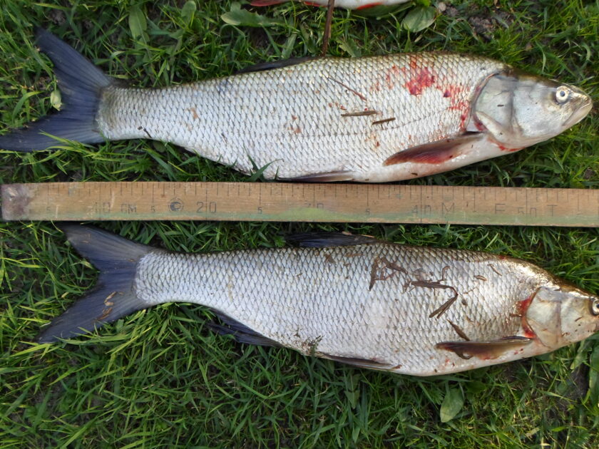 Asp, 3lb 1oz , cought at 04/23/2014 - information about the catch ...