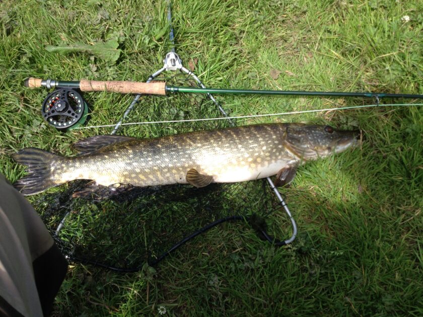 Northern Pike, 2ft 12in , cought at 06/30/2015 - information about the ...