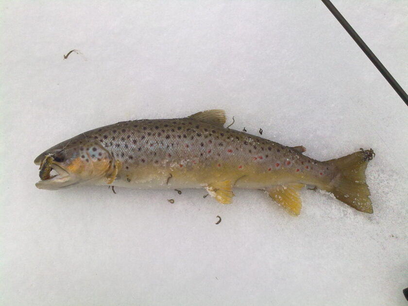 Brown Trout, 1ft 7in , cought at 03/02/2013 - information about the ...