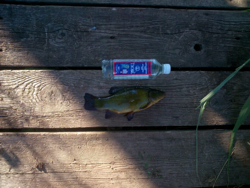 Tench , cought at 08/20/2015 - information about the catch | Pinfishing.com