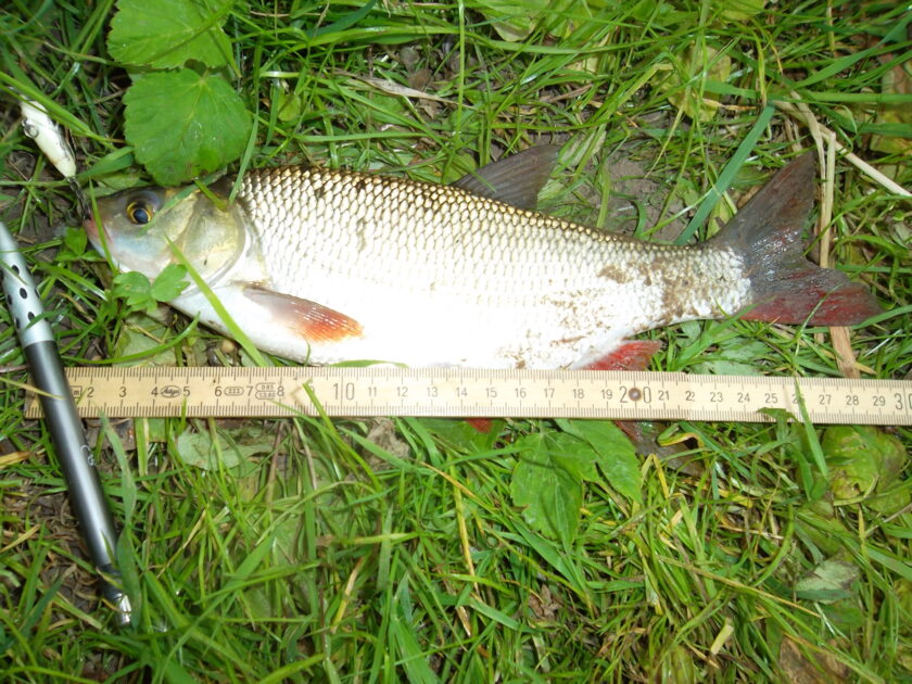 Ide, 12in , cought at 06/01/2012 - information about the catch ...