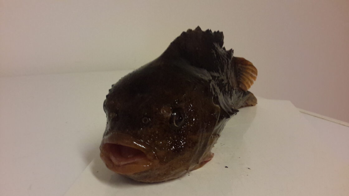 Unknown, 10in , cought at 11/22/2015 - information about the catch ...