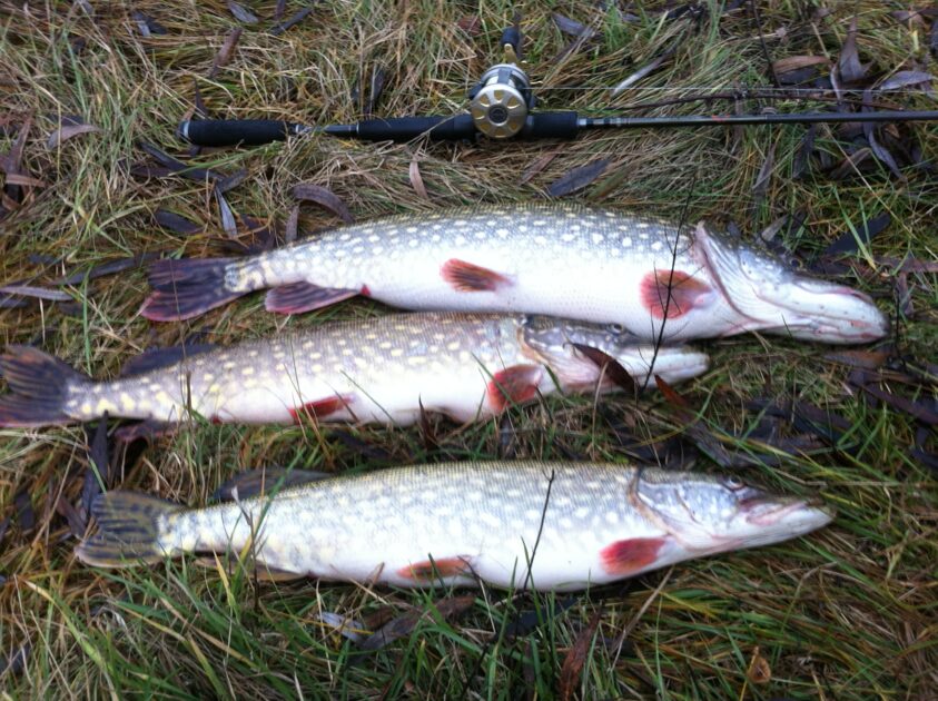 Northern Pike , cought at 12/11/2015 - information about the catch ...