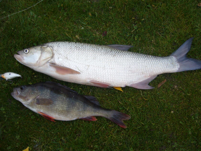 Asp, 4lb 3oz , cought at 10/25/2015 - information about the catch ...