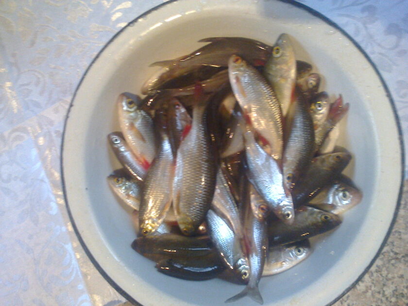 Common Rudd Edible Rudd , cought at 04/06/2016 - information about the catch | Pinfishing.com