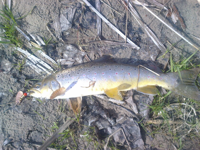 Brown Trout, 1lb 8oz, 1ft 2in , cought at 04/10/2016 - information ...