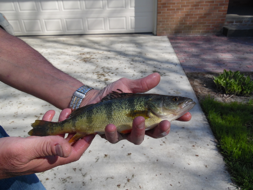 Perch , cought at 04/24/2016 - information about the catch | Pinfishing.com