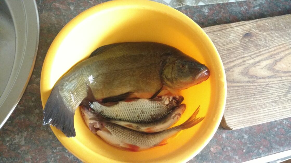 Tench, 1lb 5oz, 12in , cought at 04/30/2016 - information about the ...