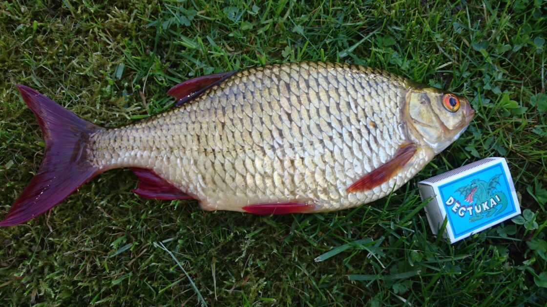 Common Rudd Edible Rudd, 14oz, 1ft 2(1/2)in , cought at 05/09/2016 - information about the ...