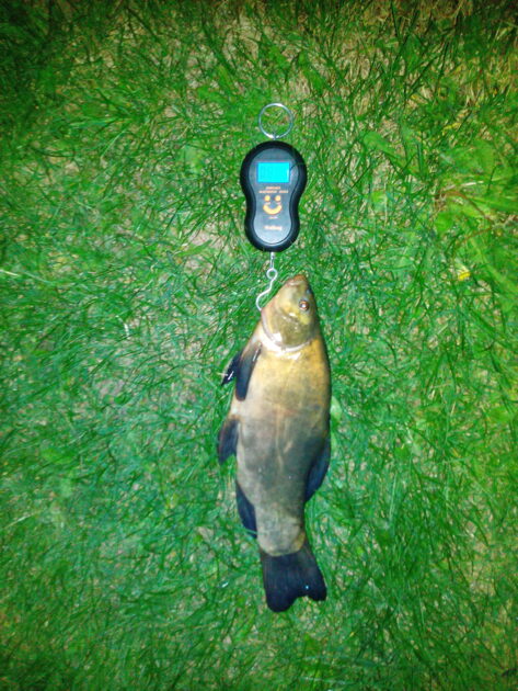 Tench, 1lb 15oz, 12in , cought at 05/07/2016 - information about the ...