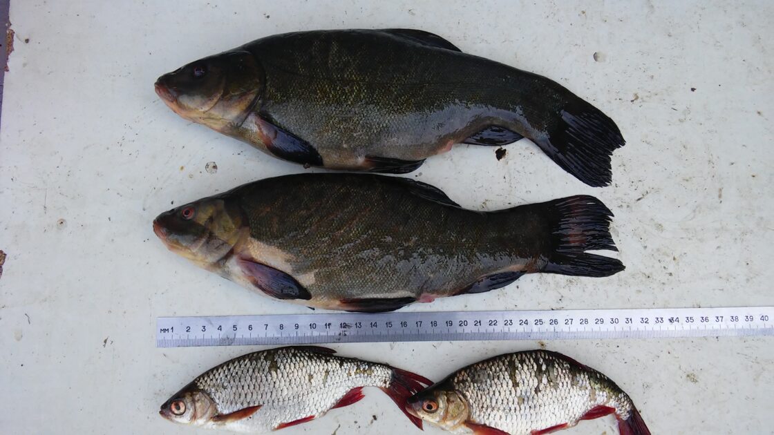 Tench, 1lb 1oz, 12in , cought at 05/29/2016 - information about the ...