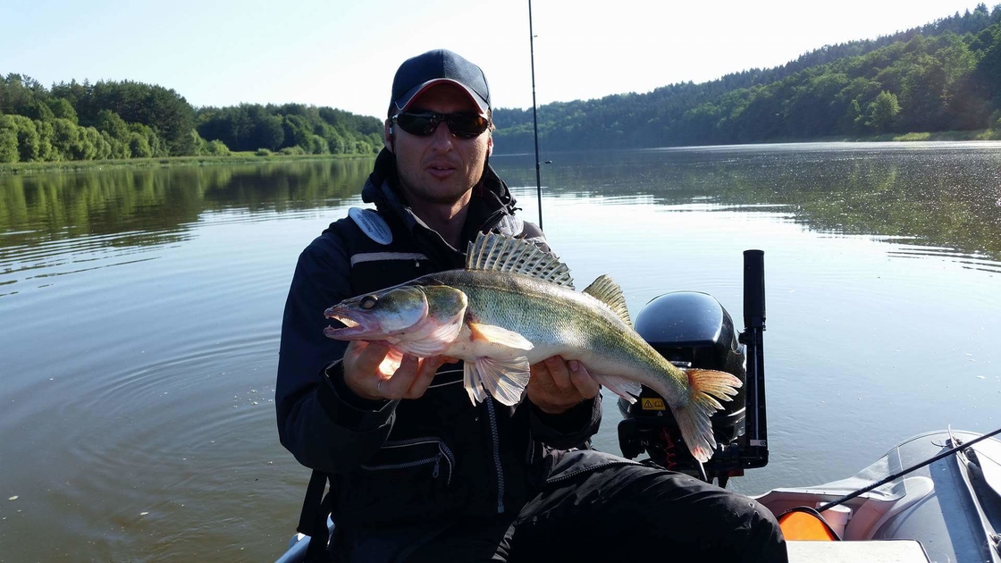 Pike perch - information about the catch | Pinfishing.com
