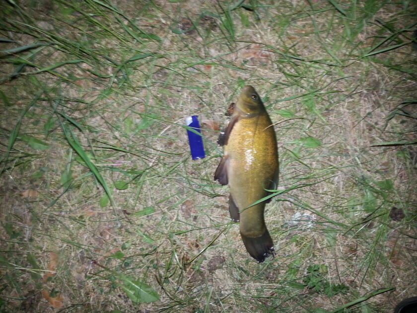 Tench, 1lb 1oz, 12in , cought at 06/06/2016 - information about the ...