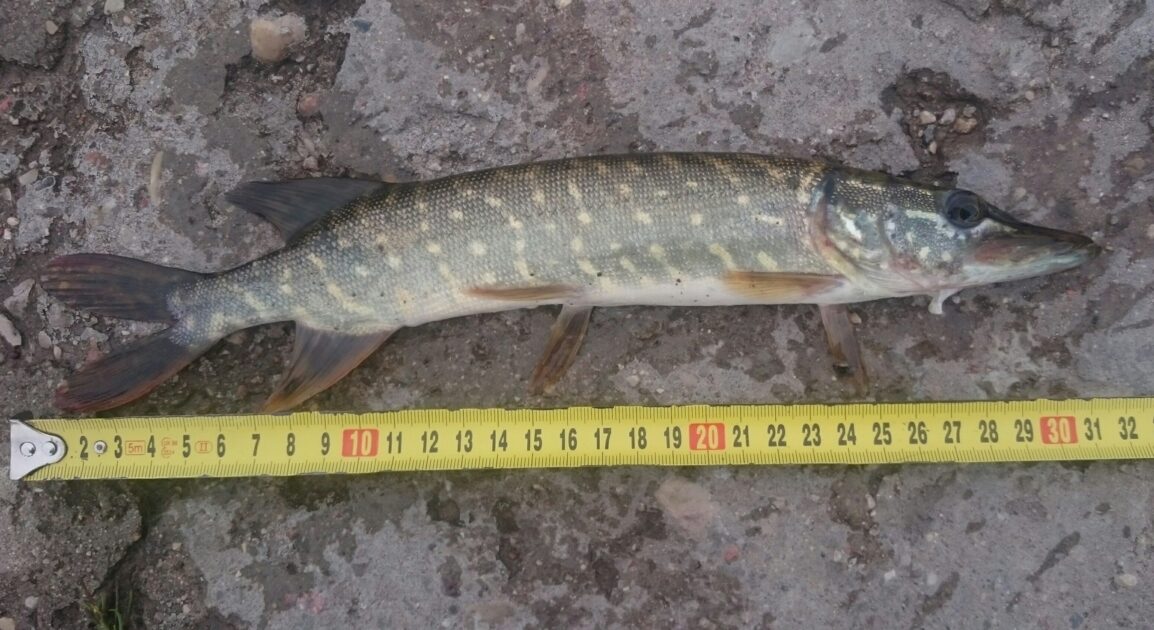 Northern Pike, 12in , cought at 07/11/2016 - information about the ...