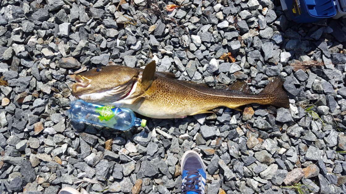 Atlantic cod, 15lb 6oz , cought at 05/29/2016 - information about the ...