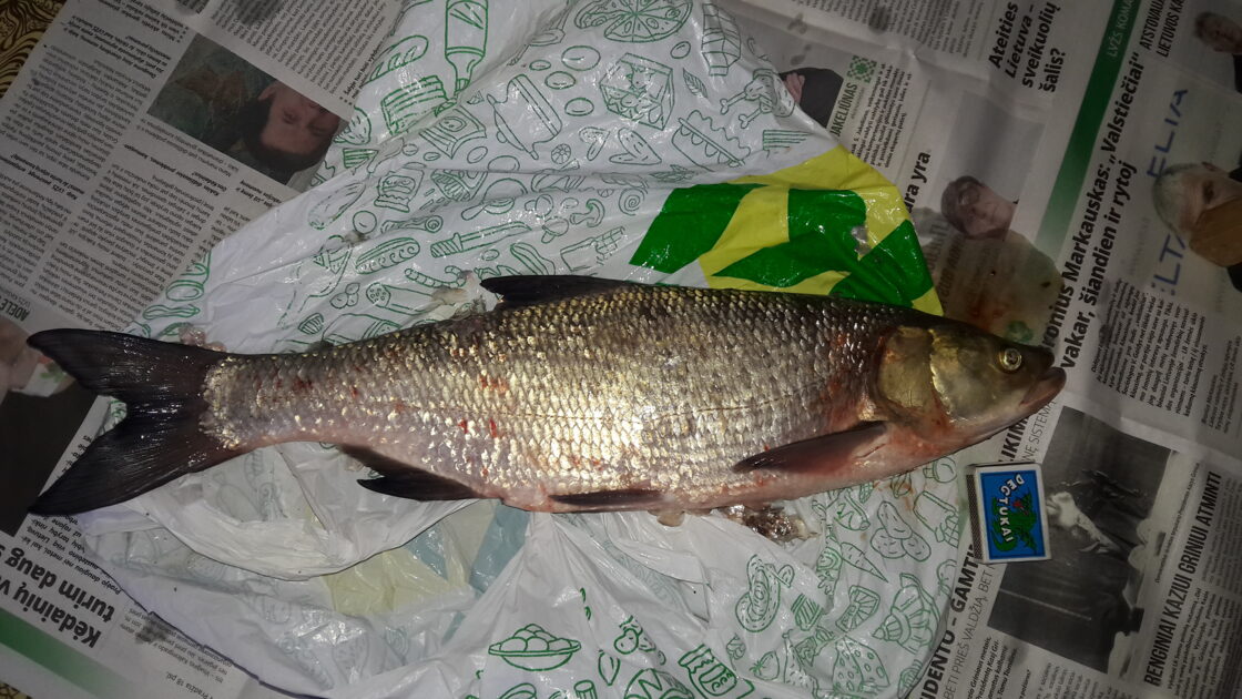 Asp, 3lb 4oz , cought at 09/15/2016 - information about the catch ...