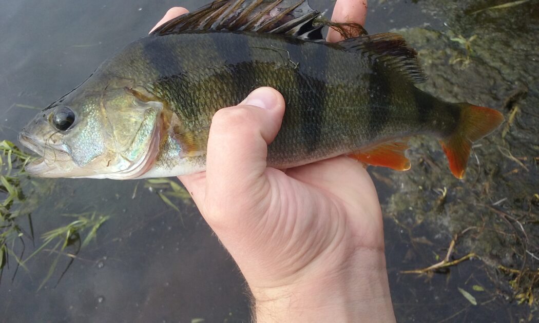 Eurasian perch, 14oz, 12in , cought at 09/18/2016 - information about ...