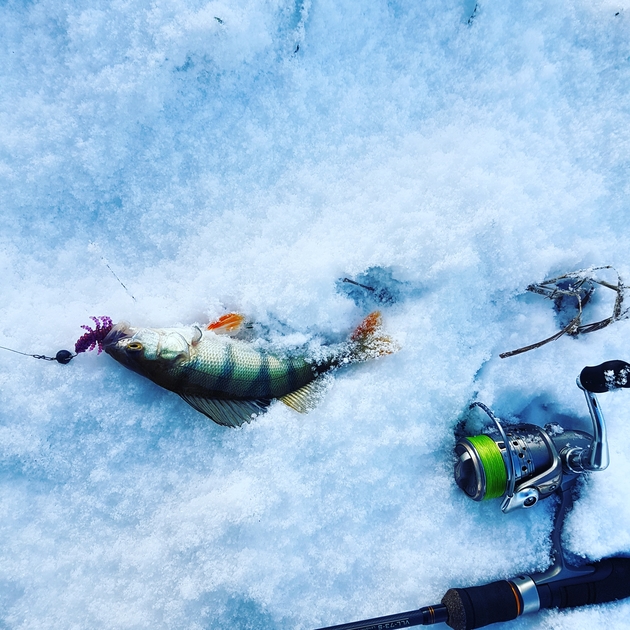 Eurasian perch - information about the catch | Pinfishing.com