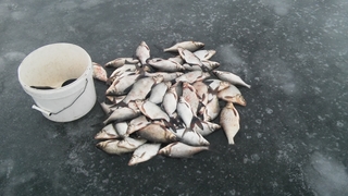 Carp bream