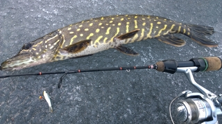 Northern Pike