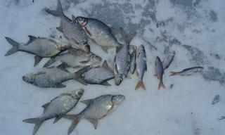 Carp bream