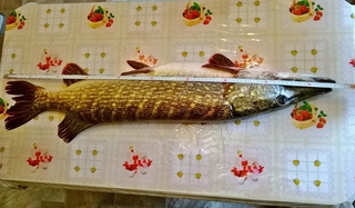 Northern Pike