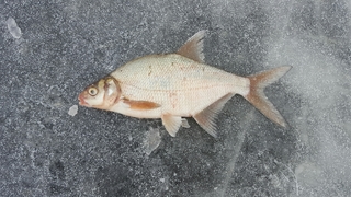 Silver Bream