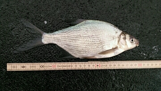 Carp bream
