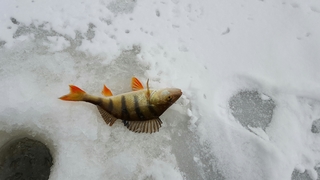 Eurasian perch