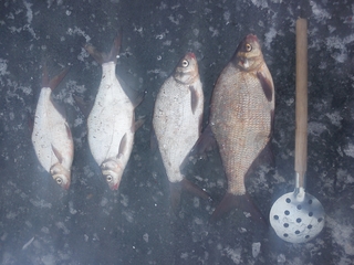 Carp bream