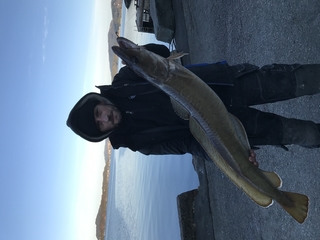 Burbot